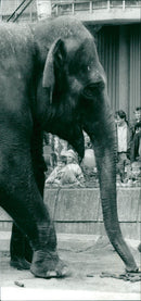 STOCKHOLM: Skansen Animals Elephants - Vintage Photograph