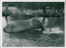 STOCKHOLM: Skansen Animals Elephants - Vintage Photograph