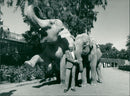 STOCKHOLM: Skansen Animals Elephants - Vintage Photograph