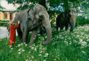 STOCKHOLM: Skansen Animals Elephants - Vintage Photograph