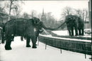 STOCKHOLM: Skansen Animals Elephants - Vintage Photograph