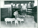 Politicians with Pigs - Vintage Photograph