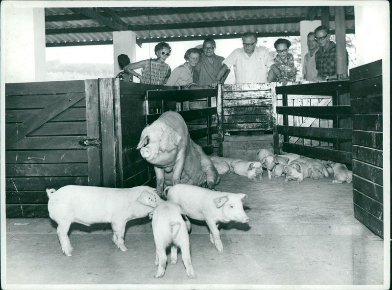 Politicians with Pigs - Vintage Photograph