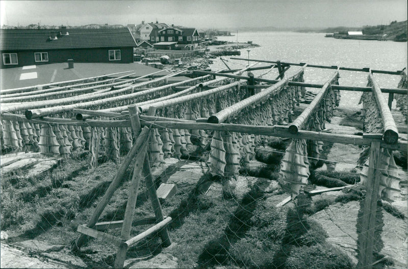 Sweden: The West Coast - Mollesund, Orust - Vintage Photograph