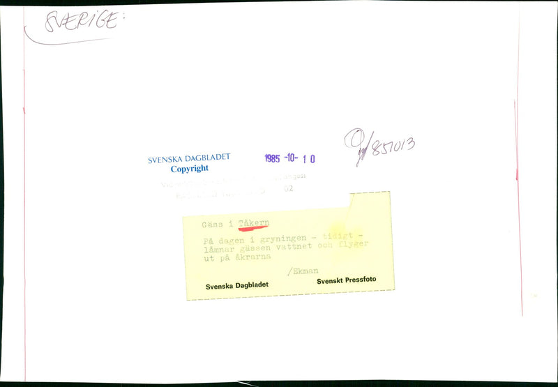 Tåkern lake - Vintage Photograph