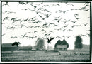 Tåkern lake - Vintage Photograph