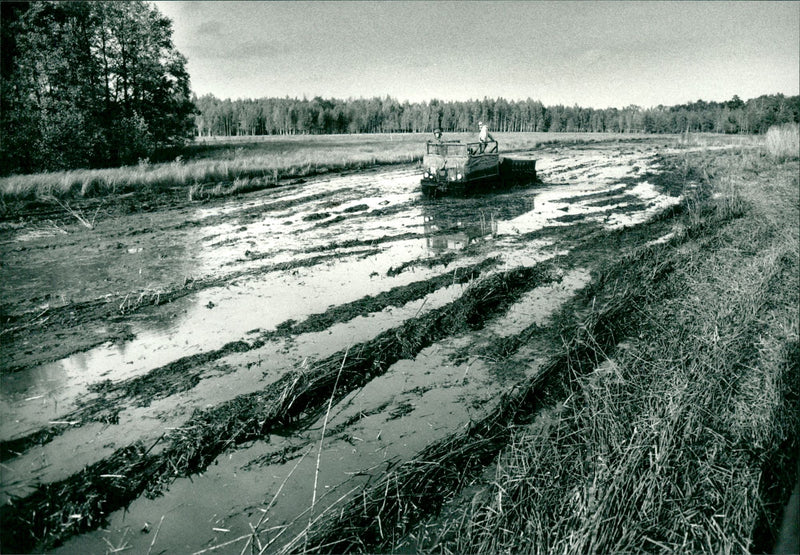 Tåkern lake - Vintage Photograph