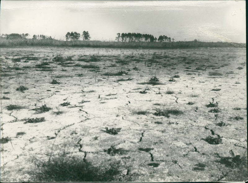 Tåkern lake - Vintage Photograph