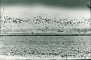 Tåkern lake - Vintage Photograph