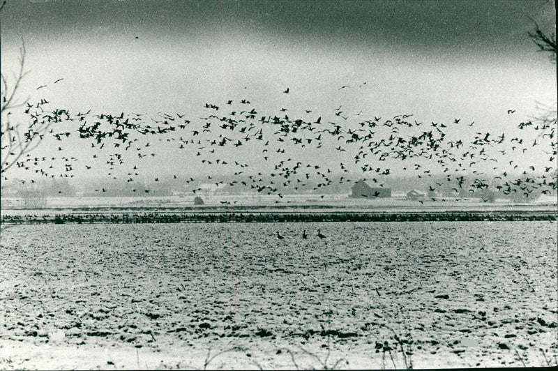 Tåkern lake - Vintage Photograph