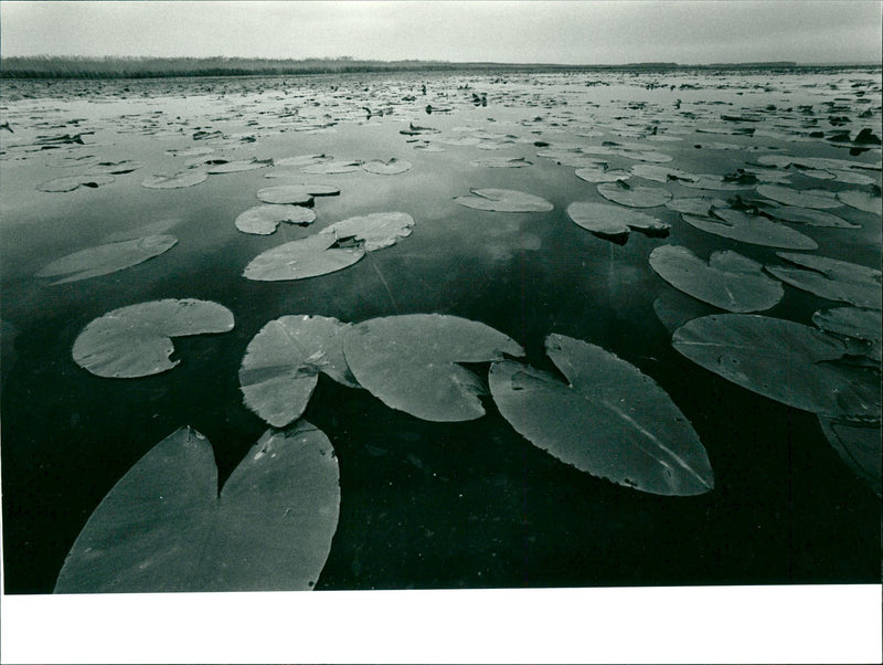 Tåkern lake - Vintage Photograph