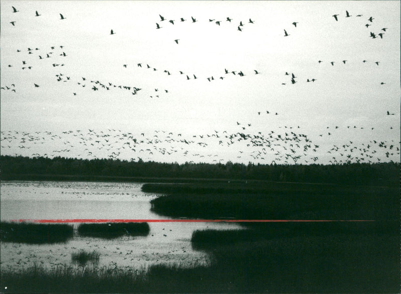 Tåkern lake - Vintage Photograph