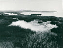 Tåkern lake - Vintage Photograph