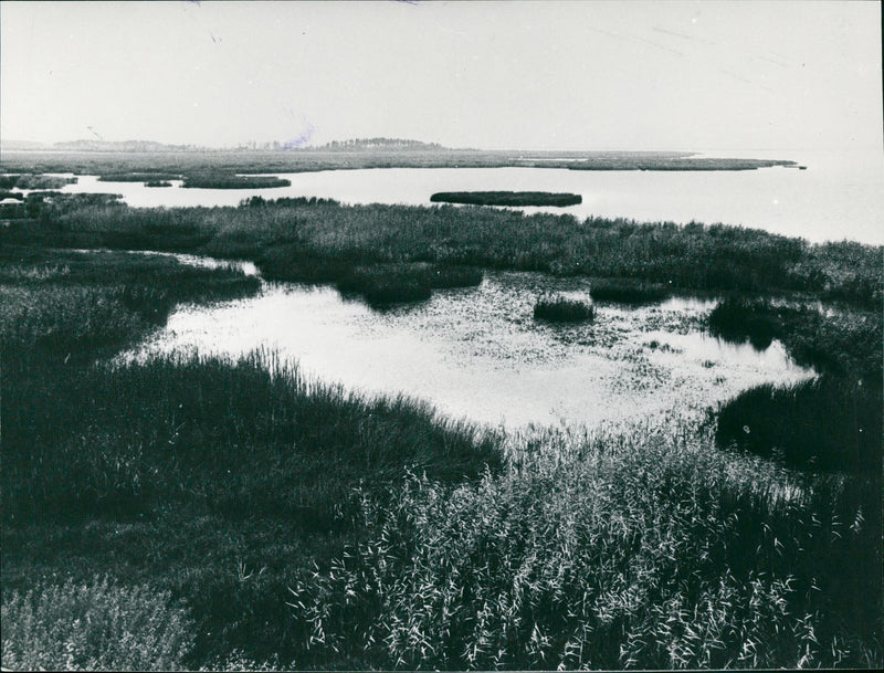 Tåkern lake - Vintage Photograph