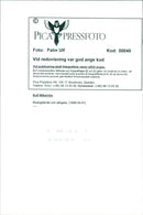 Rolf Wikstrom, Musician - Vintage Photograph