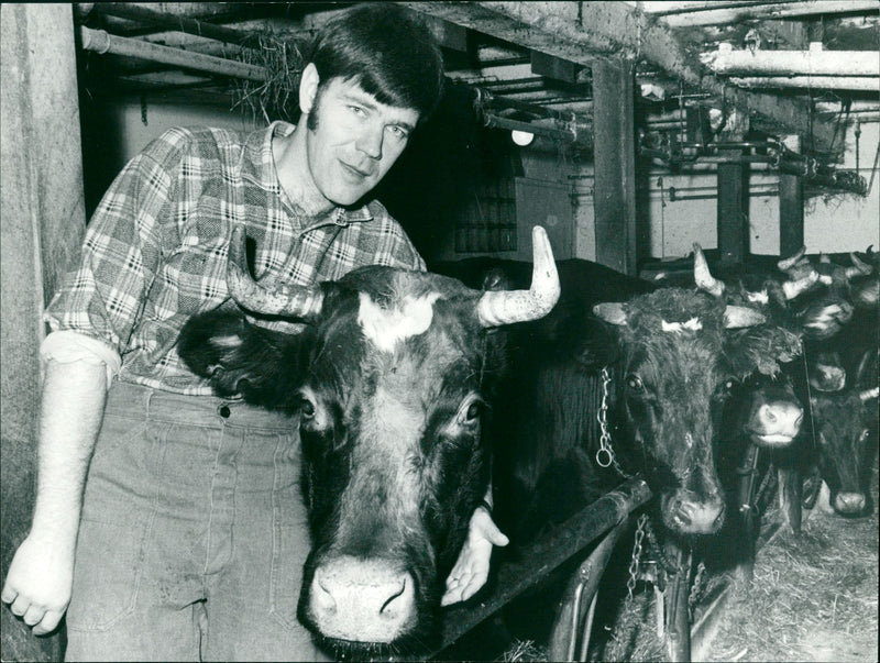 Karl Erik Olsson, politician, with cows - Vintage Photograph