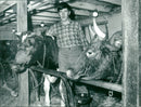 Karl Erik Olsson, politician, with cows. - Vintage Photograph