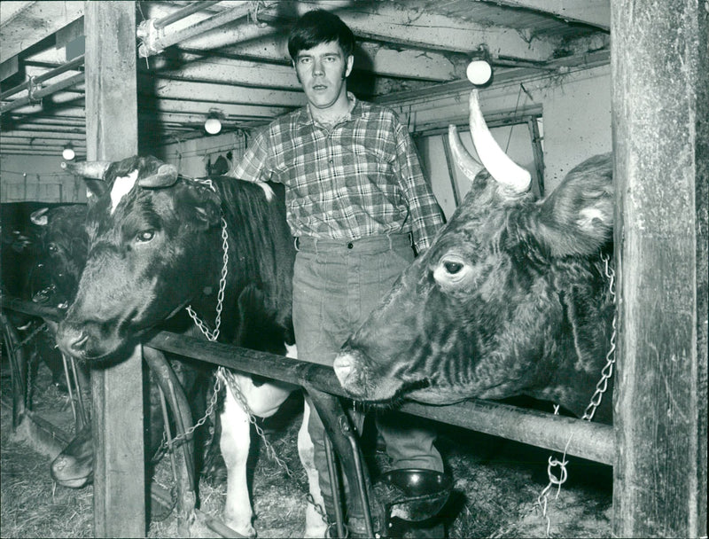 Karl Erik Olsson, politician, with cows. - Vintage Photograph