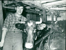 Karl Erik Olsson, politician, with cows - Vintage Photograph