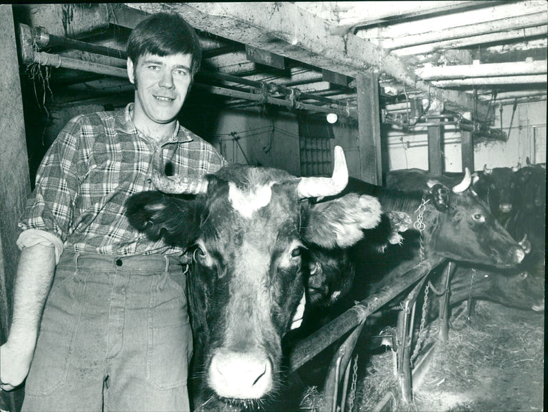 Karl Erik Olsson, politician, with cows - Vintage Photograph