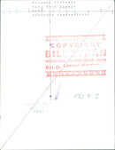 Karl Erik Olsson, politician, with cows - Vintage Photograph