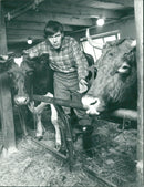 Karl Erik Olsson, politician, with cows - Vintage Photograph