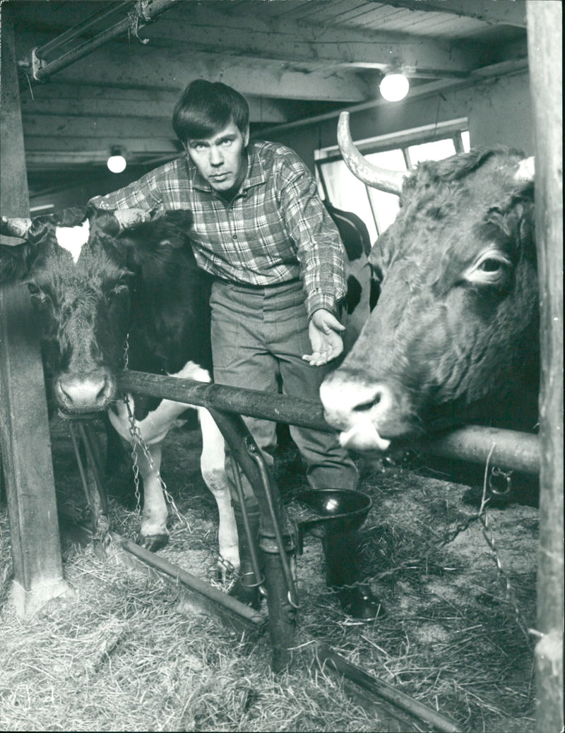 Karl Erik Olsson, politician, with cows - Vintage Photograph