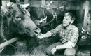 Karl Erik Olsson, politician, with cows - Vintage Photograph