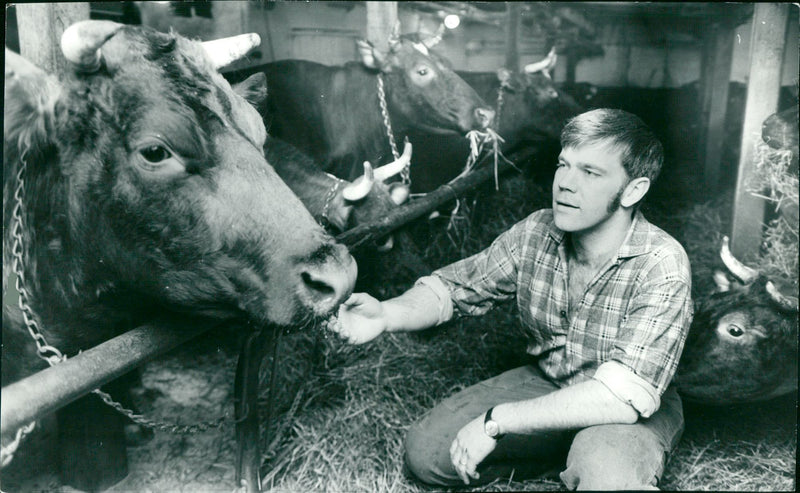 Karl Erik Olsson, politician, with cows - Vintage Photograph