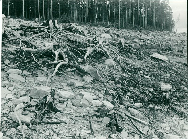 Vojmsjön lake - Vintage Photograph