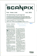 Stockholm archipelago - Nature reserve Bullerön - Vintage Photograph