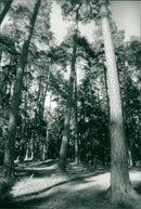 Hansta nature reserve - Vintage Photograph