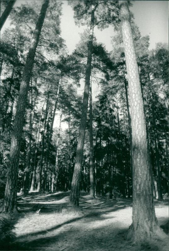 Hansta nature reserve - Vintage Photograph