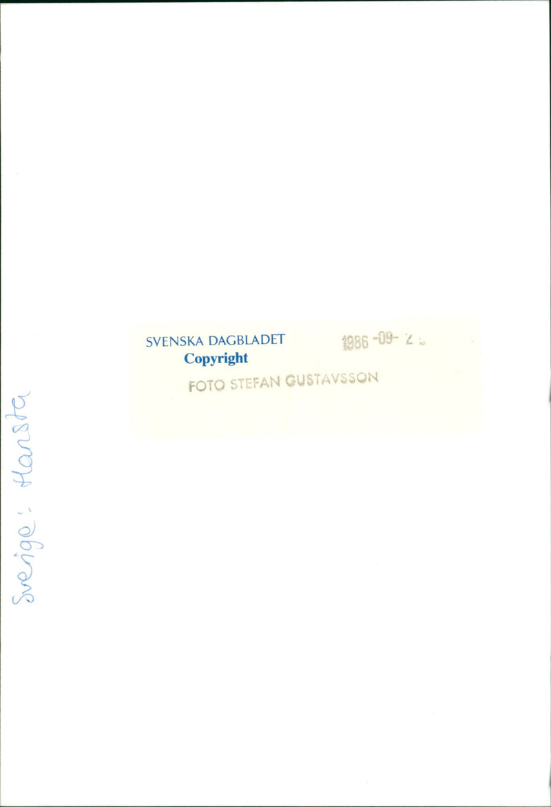 Stump in Hansta nature reserve - Vintage Photograph