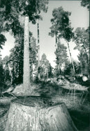 Stump in Hansta nature reserve - Vintage Photograph