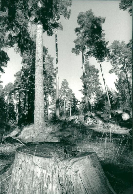 Stump in Hansta nature reserve - Vintage Photograph