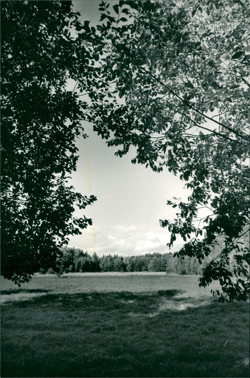 Hansta nature reserve - Vintage Photograph