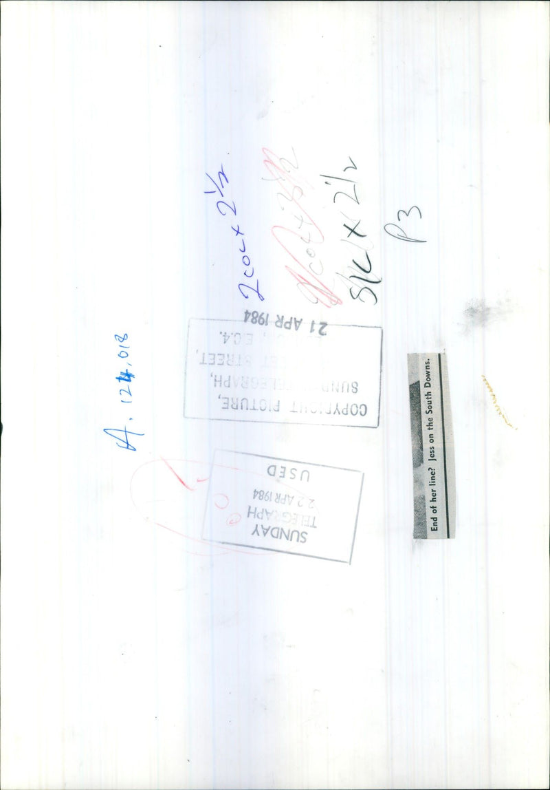 Dog: Welsh Hillman Sheepdog - Vintage Photograph