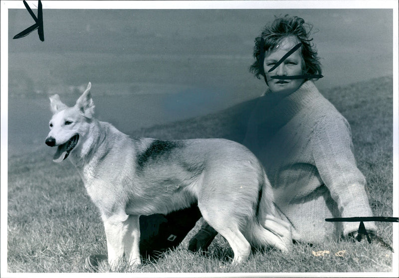 Dog: Welsh Hillman Sheepdog - Vintage Photograph