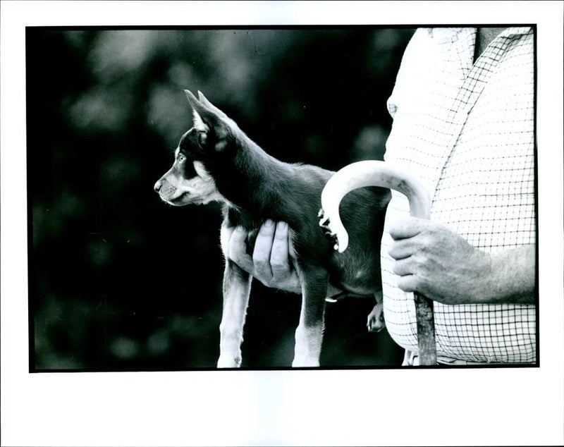 Dogs Australian Kelpie - Vintage Photograph