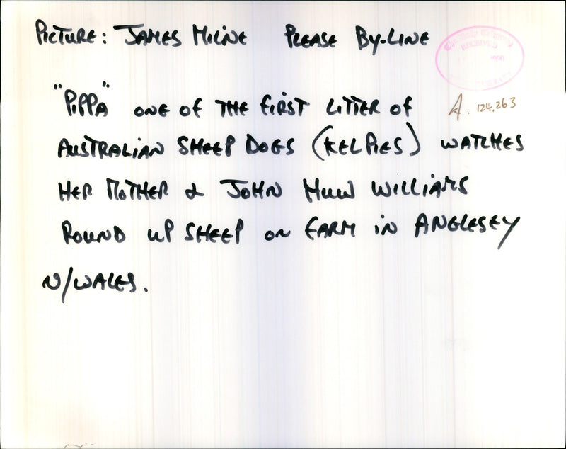 Dogs Australian Kelpie - Vintage Photograph