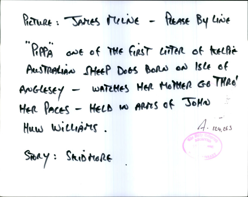 Dogs Australian Kelpie - Vintage Photograph