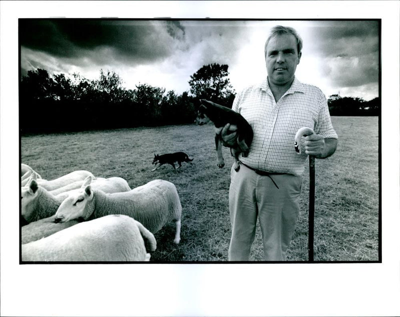 Dogs Australian Kelpie - Vintage Photograph