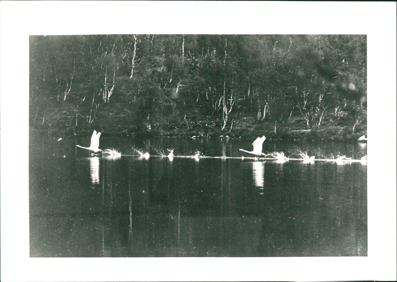 Swans - Vintage Photograph