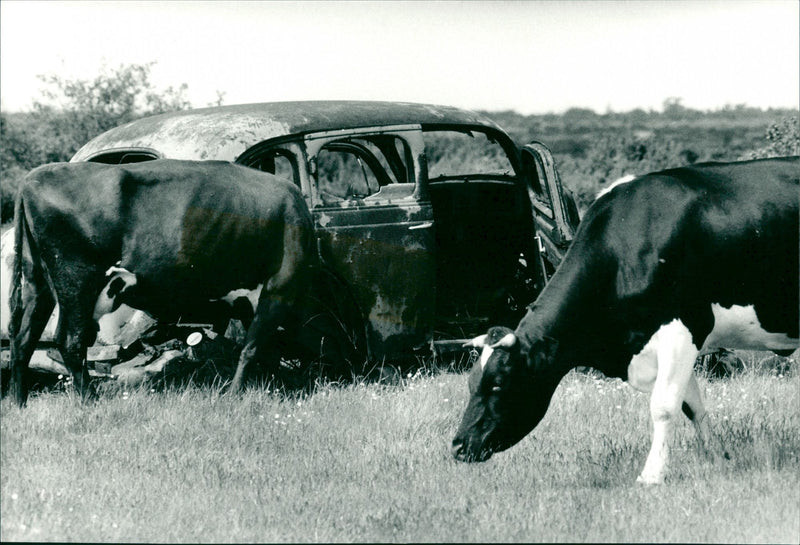 LUNDEGITT NATURE - Vintage Photograph