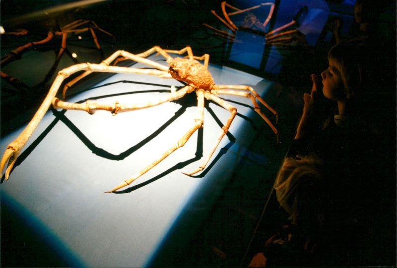 Small Insect Exhibition at the Natural History Museum - Vintage Photograph