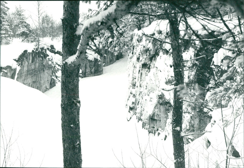 Utö nature - Vintage Photograph