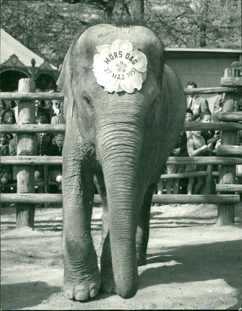 Mother's Day Flower - Vintage Photograph