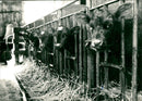 Agriculture - Linkoping, cows - Vintage Photograph
