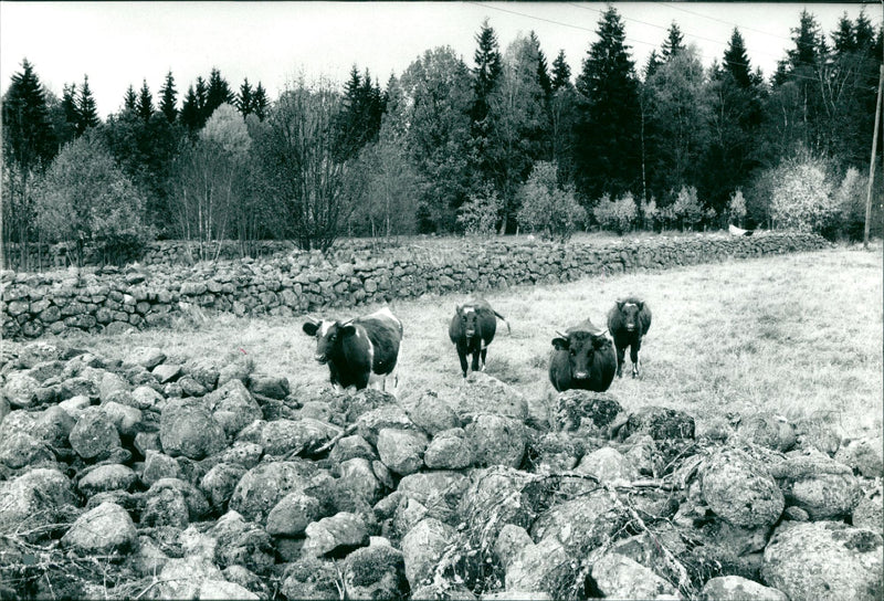 Four cows in a Pasture - Vintage Photograph